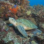 1135-green-turtle-maratua-pedrovieyra