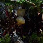 1135-spotted-jellyfish-kakakban-lake-patrickchong