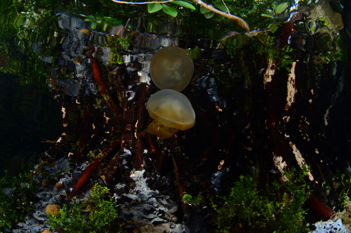 Spotted jellyfish, Kakaban Lake. © Patrick Chong
