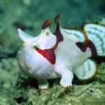 Clown Frogfish