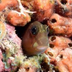 blenny