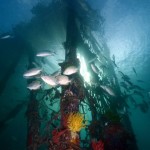 ropes-under-jetty