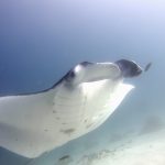 Manta Ray