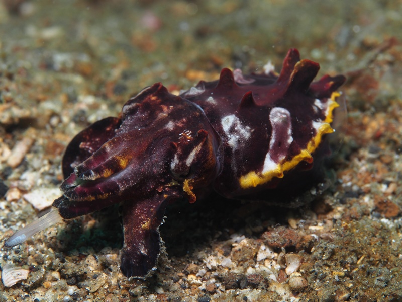 Flamboyant cuttlefish (Metasepia pfefferi). Good thing they are great hunters on the ground because they failed their buoyancy exam