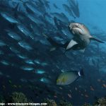 White Tip Reef Shark