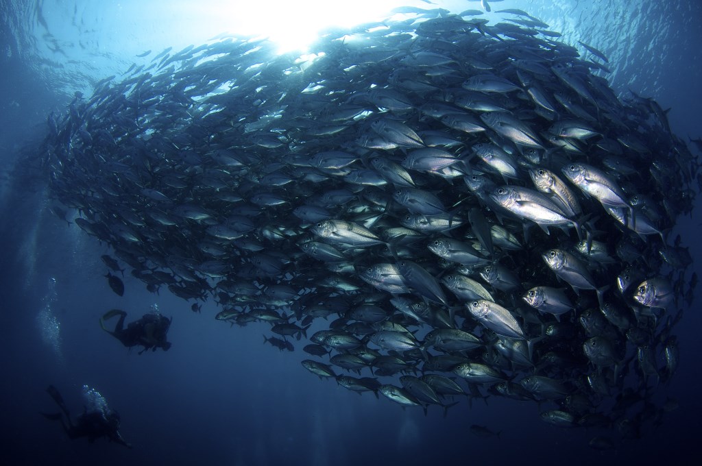 Bigeye Trevallys © Eric Madeja