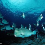 School of Bumphead Parrotfish © Eric Majeda