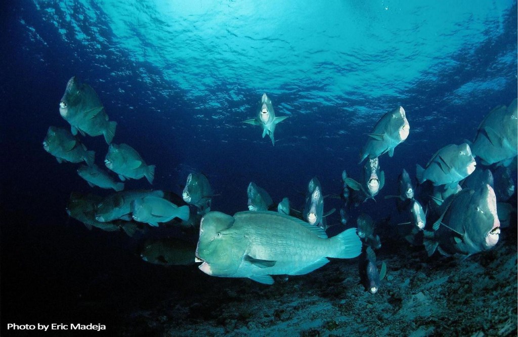 School of Bumphead Parrotfish © Eric Majeda