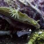 Glossodoris stellatus © Justyn Loo