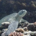 Green turtle