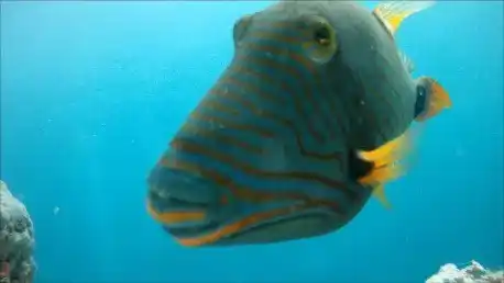 A Tip for Capturing Shy Creatures with Your Underwater Video
