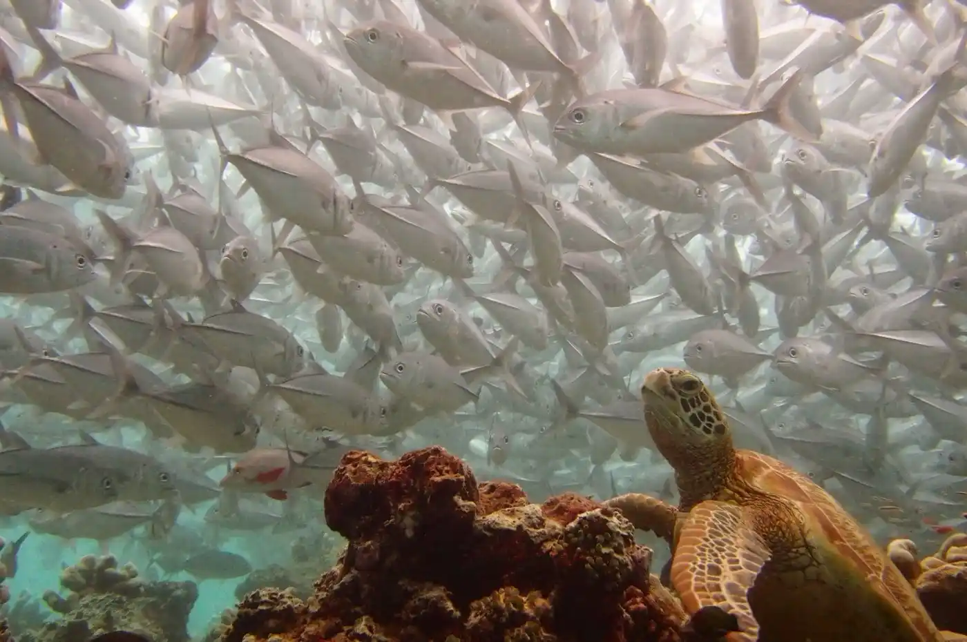 Amazing Underwater Videos of Sipadan, Kapalai and Mabul
