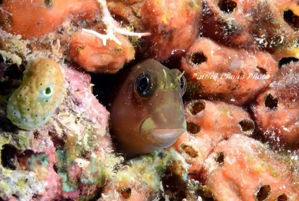 A blenny, one of the newer residents of the artificial reef.