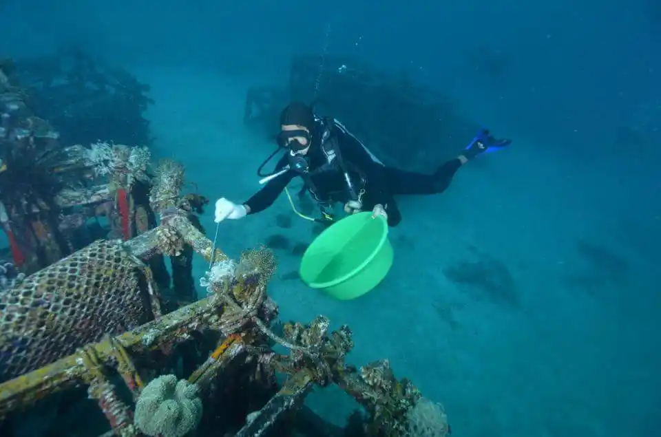 Crinoids relocating across the artificial reef.
