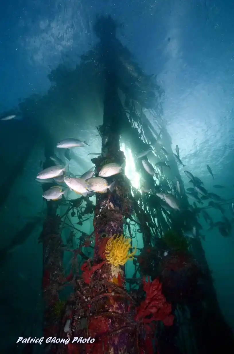 The rope network beneath the house jetty, now home to reef life.