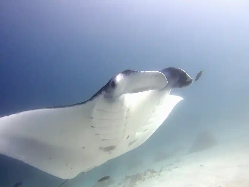 How to Chase a Manta