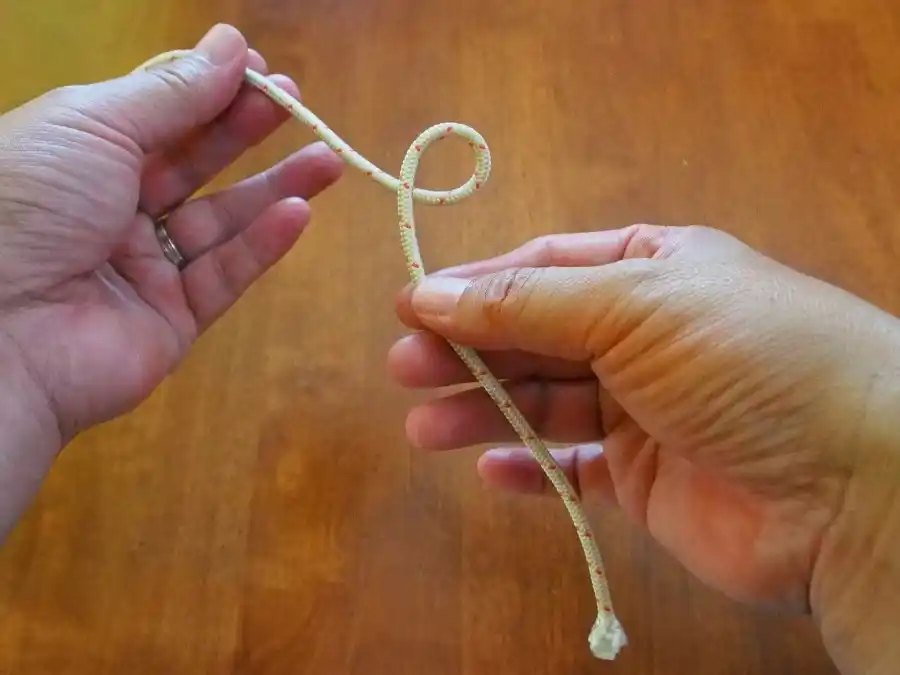 Bowline knot, step 2: bringing the working end up through the loop.