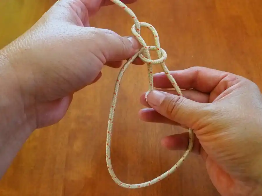 Bowline knot, step 4: threading the working end back through the loop.