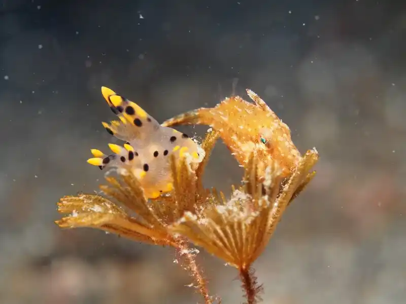 Some macro life you would likely encounter in the strait: Thecacera sp. “Pikachu” next to a filefish.