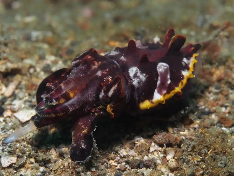 Flamboyant cuttlefish (Metasepia pfefferi), better hunters than swimmers.
