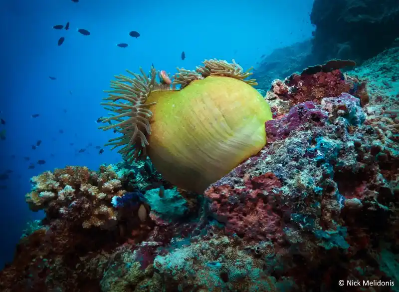 Underwater scene, Mabul Island.