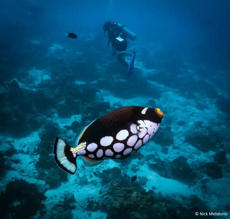 Underwater subject at Mabul Island.