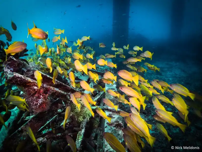 Reef scene, Mabul Island.