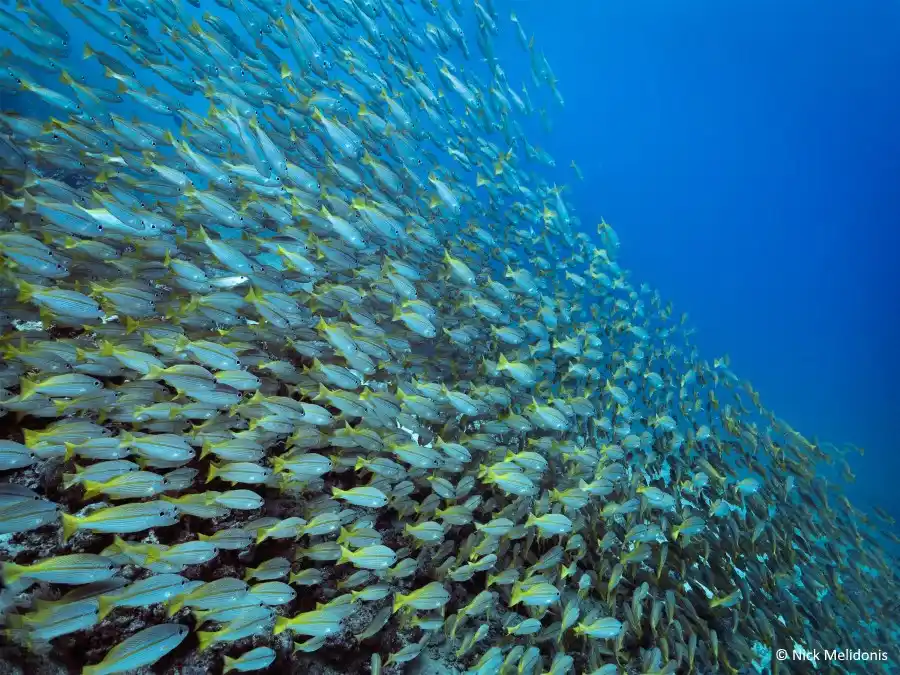 Macro life on the Mabul reef.