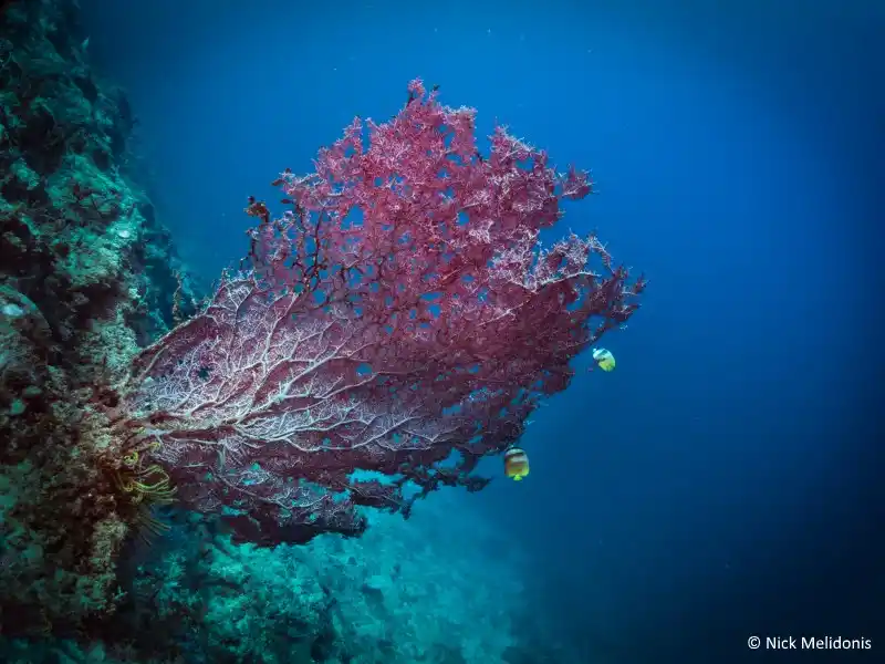 Reef subject photographed at Mabul Island.