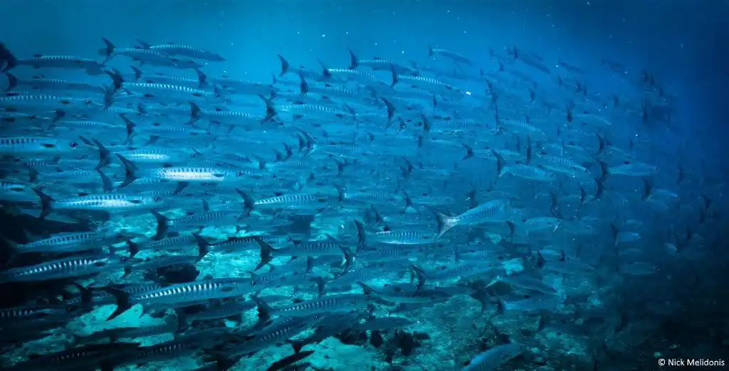 6 Reasons to Dive Sipadan Island