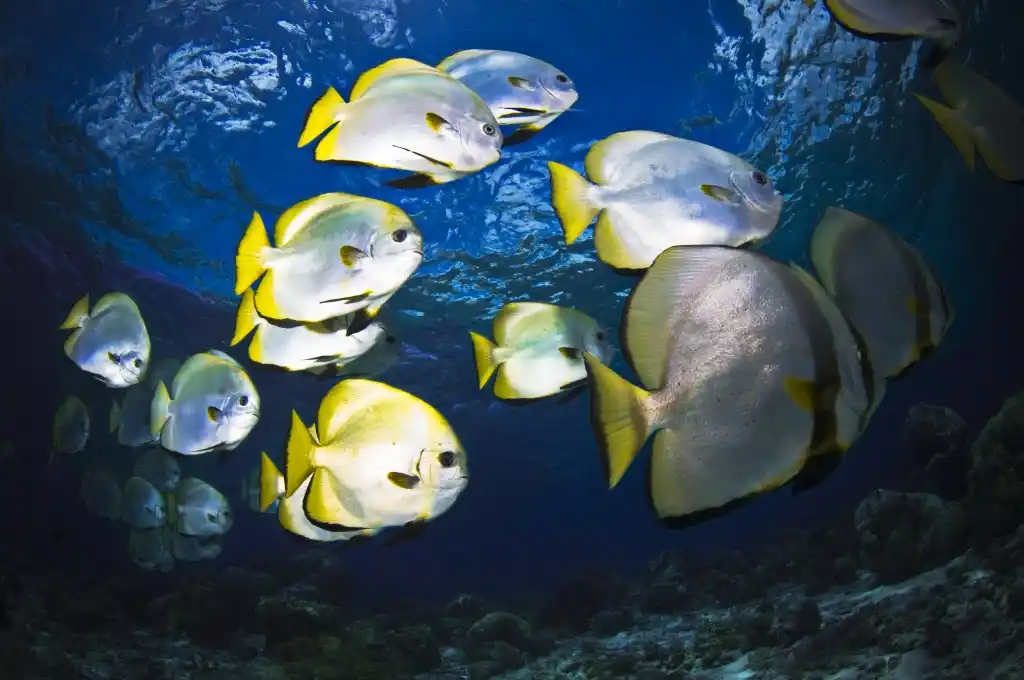 School of curious batfish. © R Klein