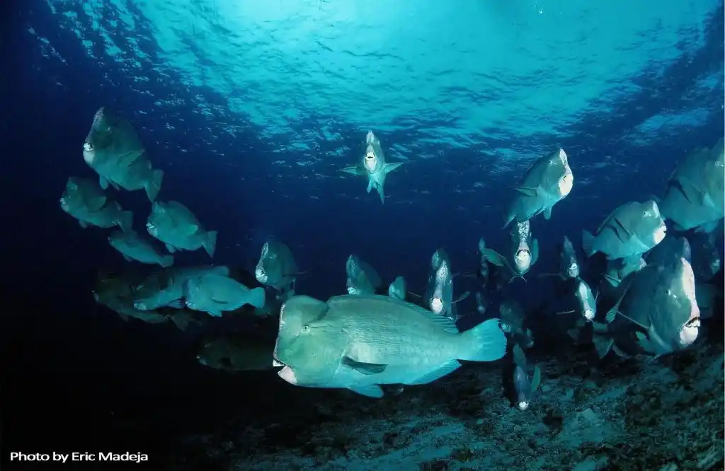 School of bumphead parrotfish. © Eric Madeja