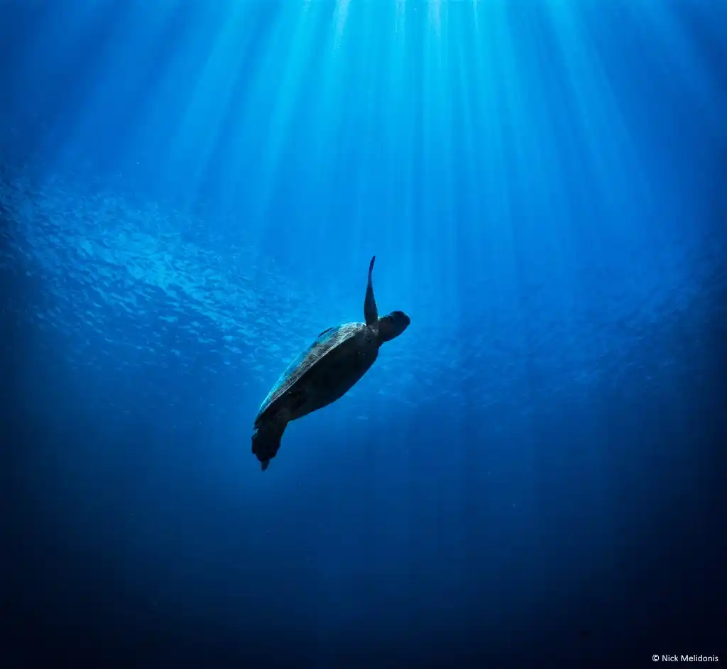 Green turtle swimming towards the surface to breathe. © Nick Melidonis