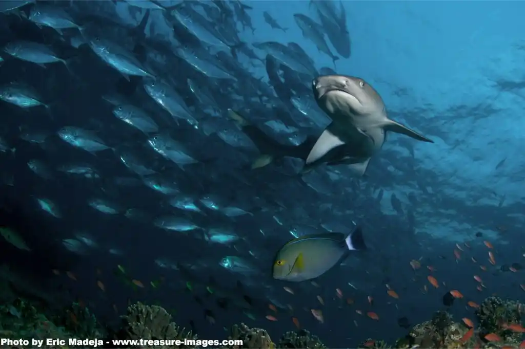 White tip reef shark. © Eric Madeja