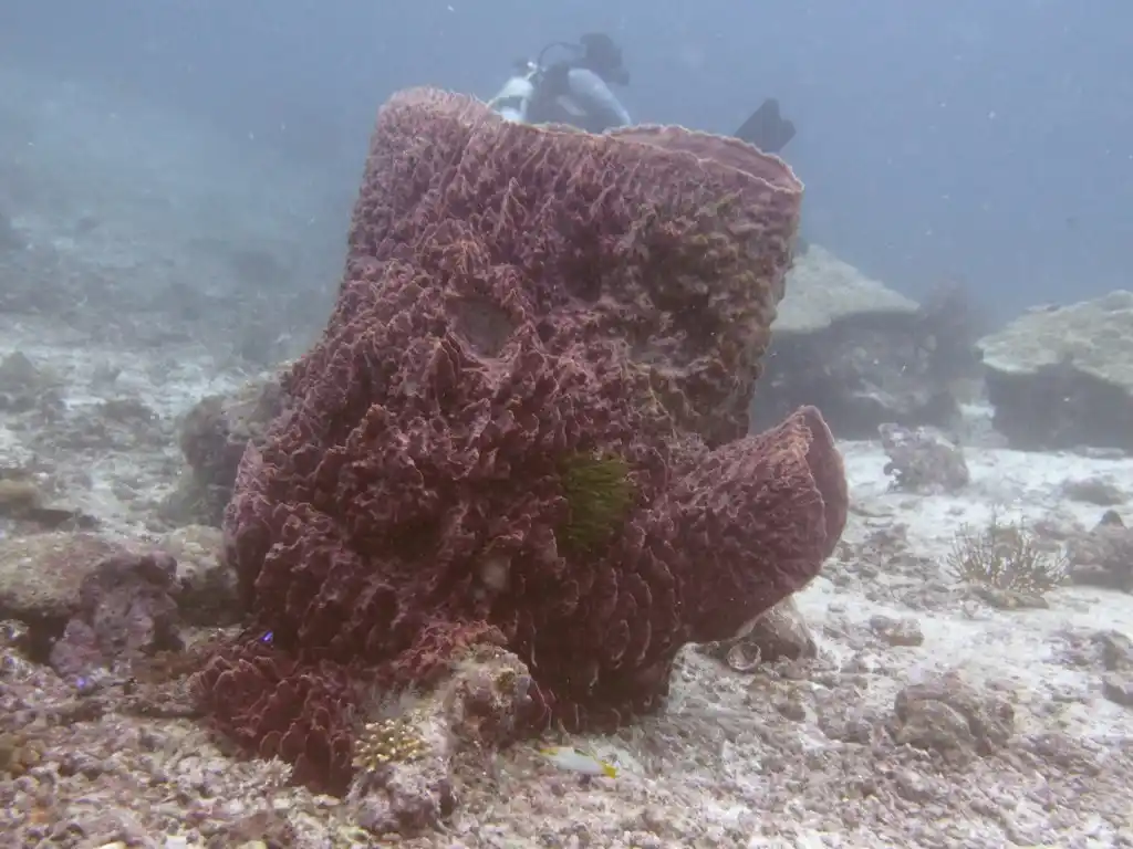 Barrel sponge at Sipadan Island.