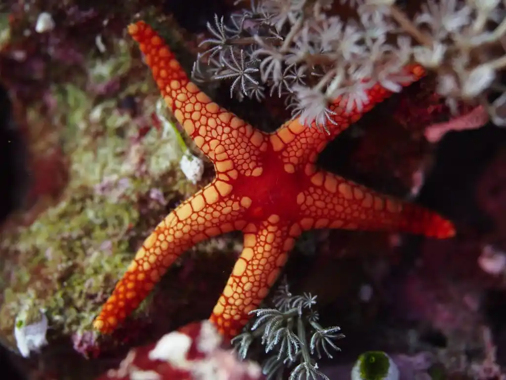 Celerina heffernani, Heffernan's sea star, at Sipadan Island.