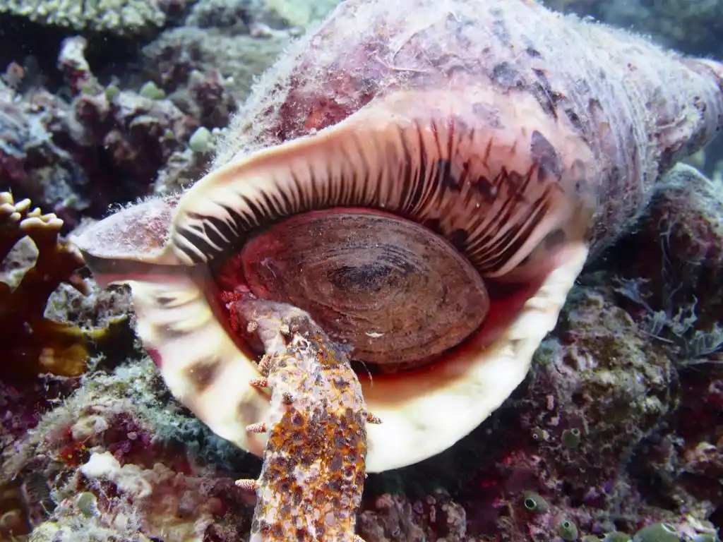 Charonia tritonis, Triton's trumpet, at Sipadan Island.
