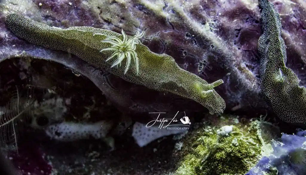 Glossodoris stellatus nudibranch at Sipadan Island. © Justyn Loo