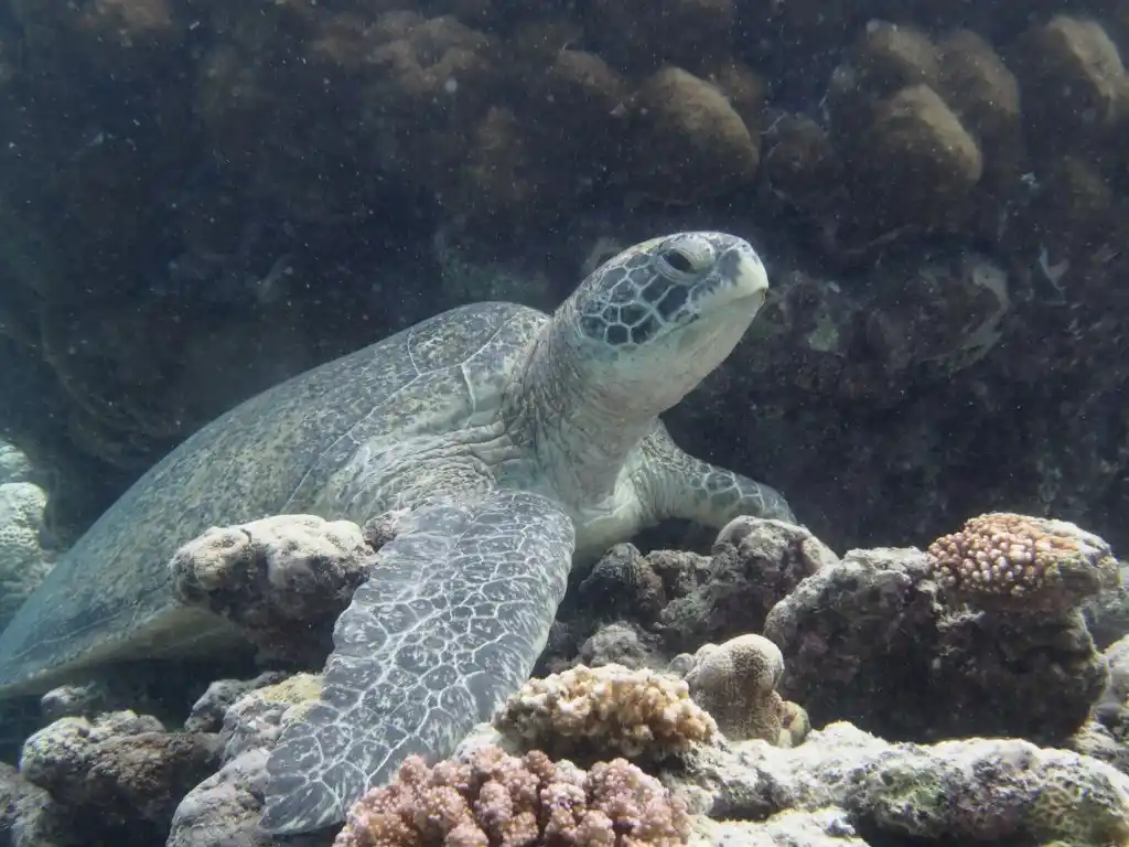 11 Rare Marine Species Found at Sipadan Island