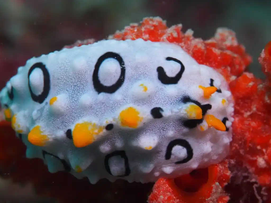 Phyllidia babai nudibranch at Sipadan Island.