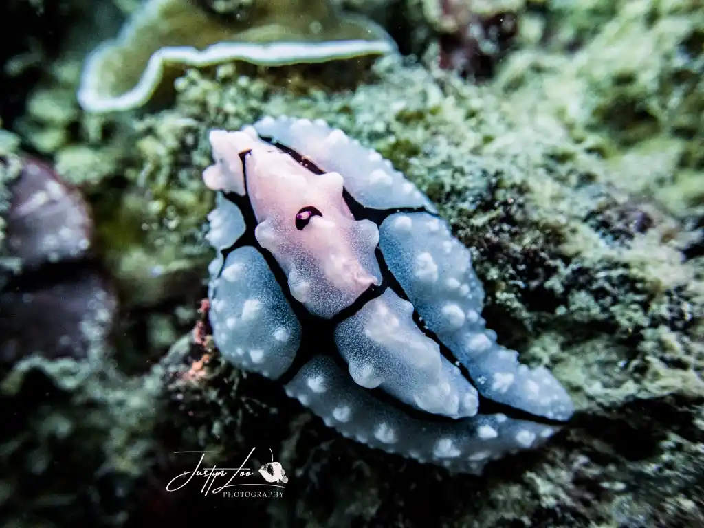 Phyllidiopsis krempfi nudibranch at Sipadan Island. © Justyn Loo