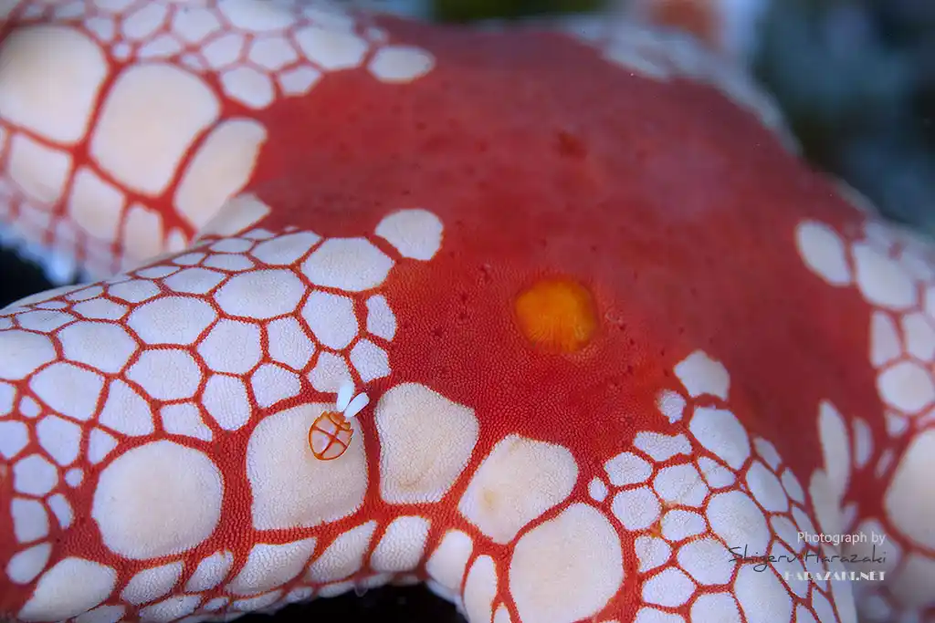 Sipadania celerina, a parasitic copepod, on its host sea star. © Shigeru Harazaki
