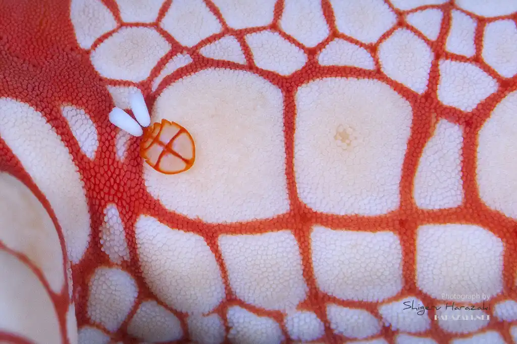 Sipadania celerina, close up on its host. © Shigeru Harazaki