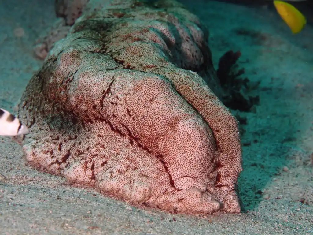 Thelenota anax, the giant sea cucumber, at Sipadan Island.