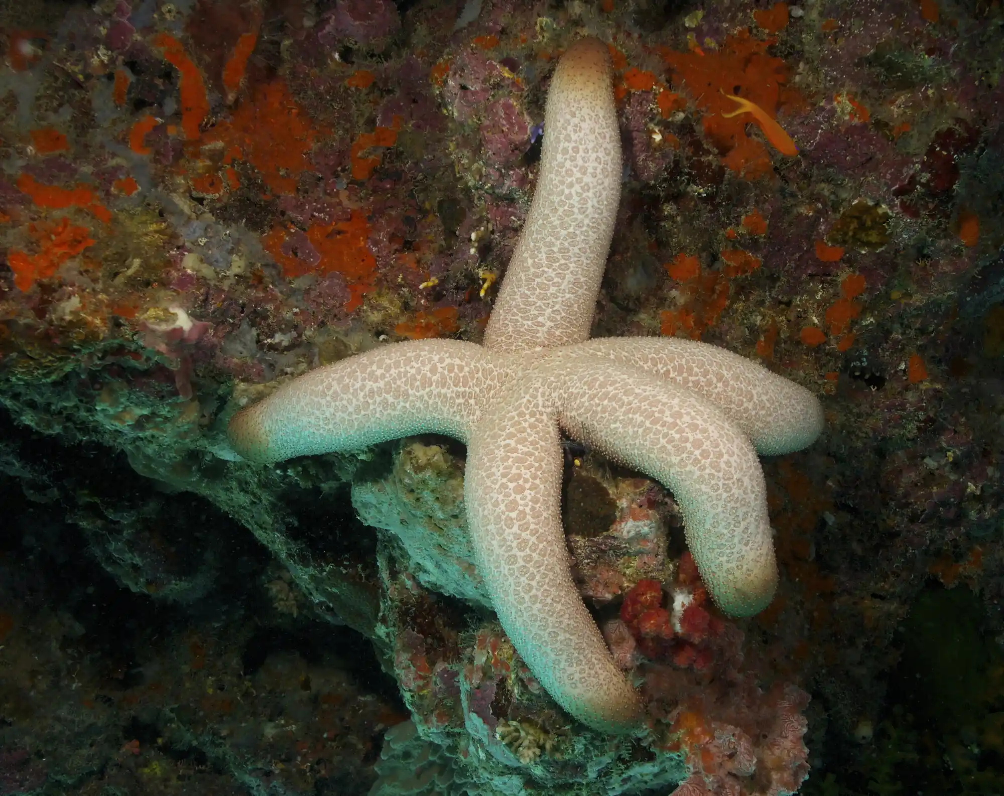 Thromidia catalai, the heavy sea star, at Sipadan Island.