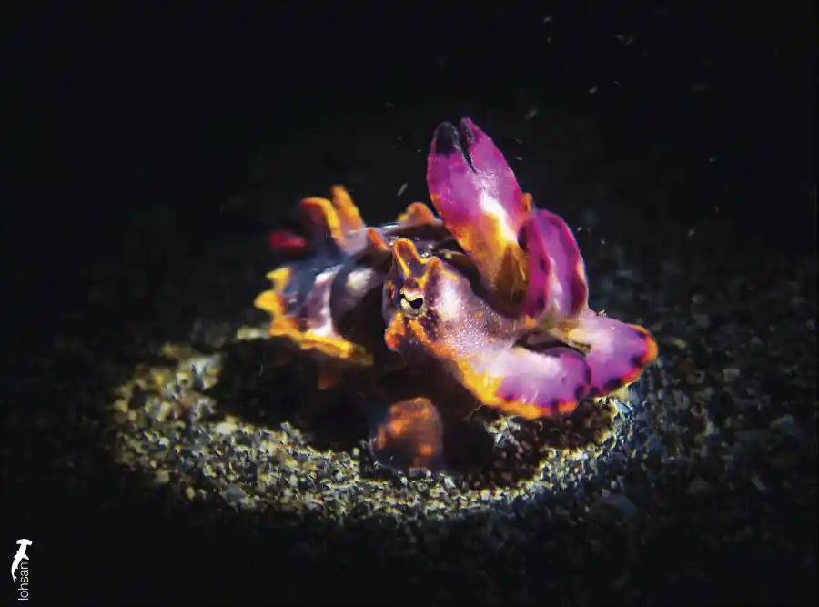 Macro subject photographed by San Loh at Lembeh.