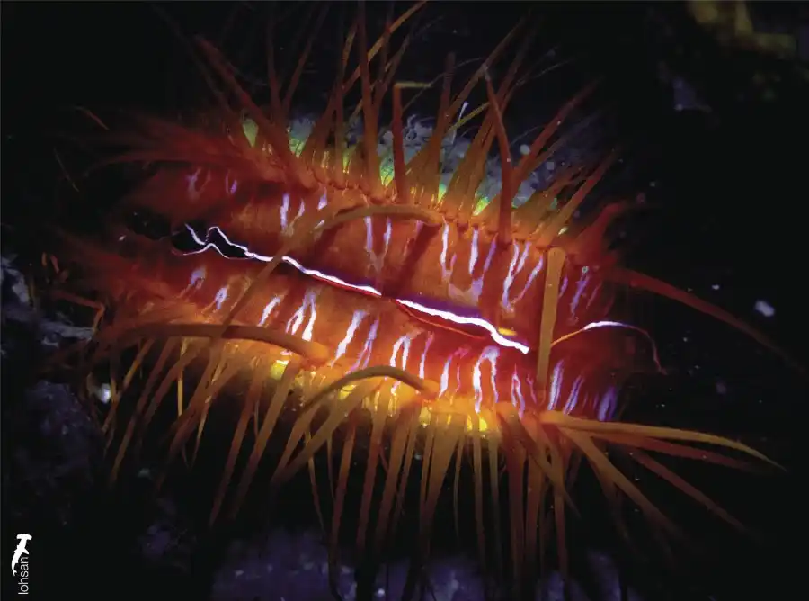 Macro subject photographed by San Loh at Lembeh.