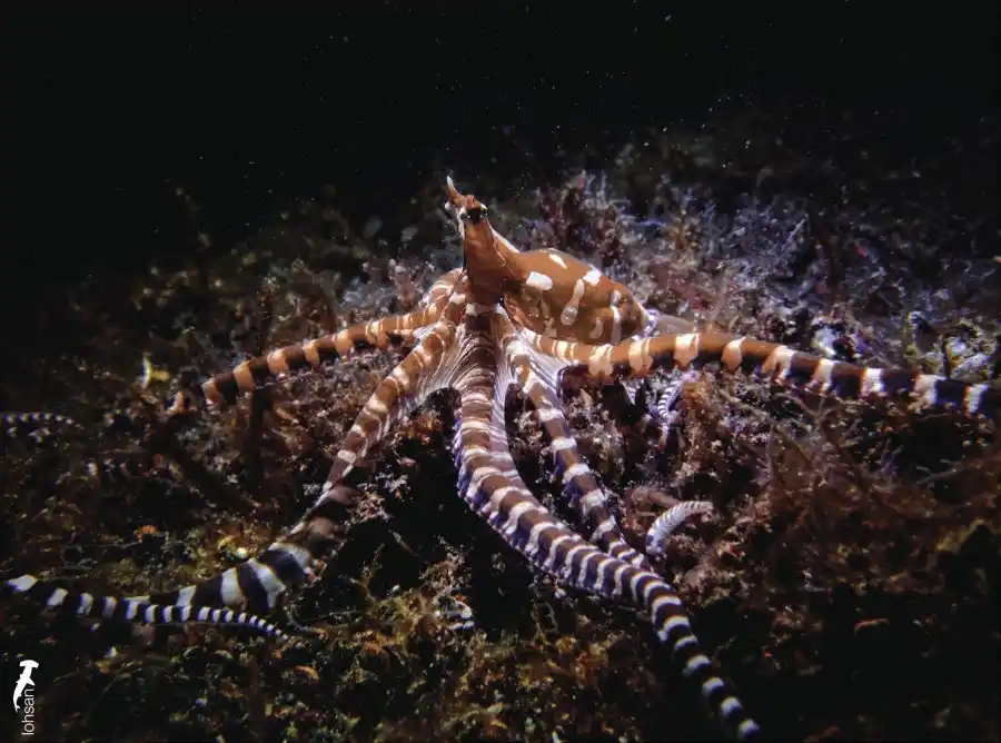 Macro subject photographed by San Loh at Lembeh.