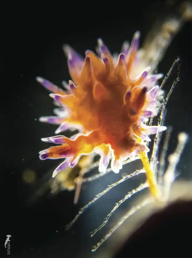 Macro subject photographed by San Loh at Lembeh.