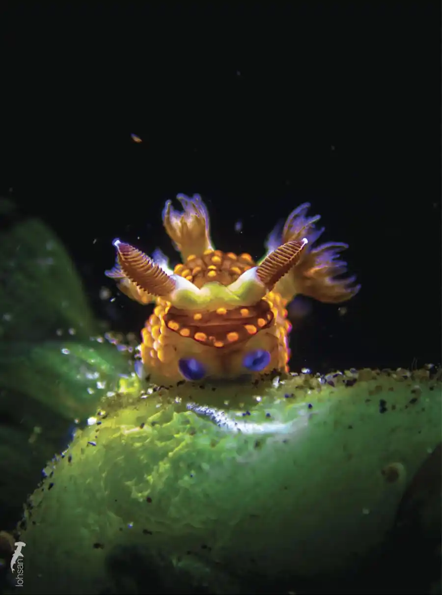 Macro subject photographed by San Loh at Lembeh.